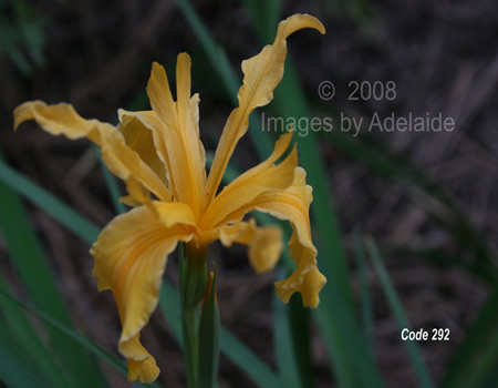 Ground Iris